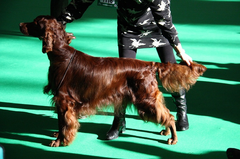 Crufts2011 095.jpg